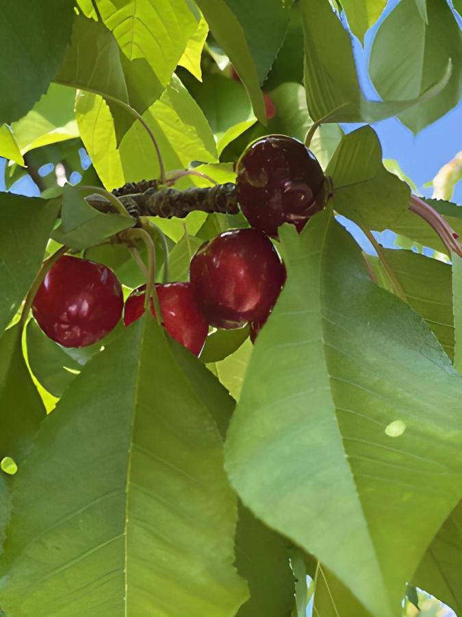 Gite Les Feuilles De Chene Villa Carpentras Bagian luar foto